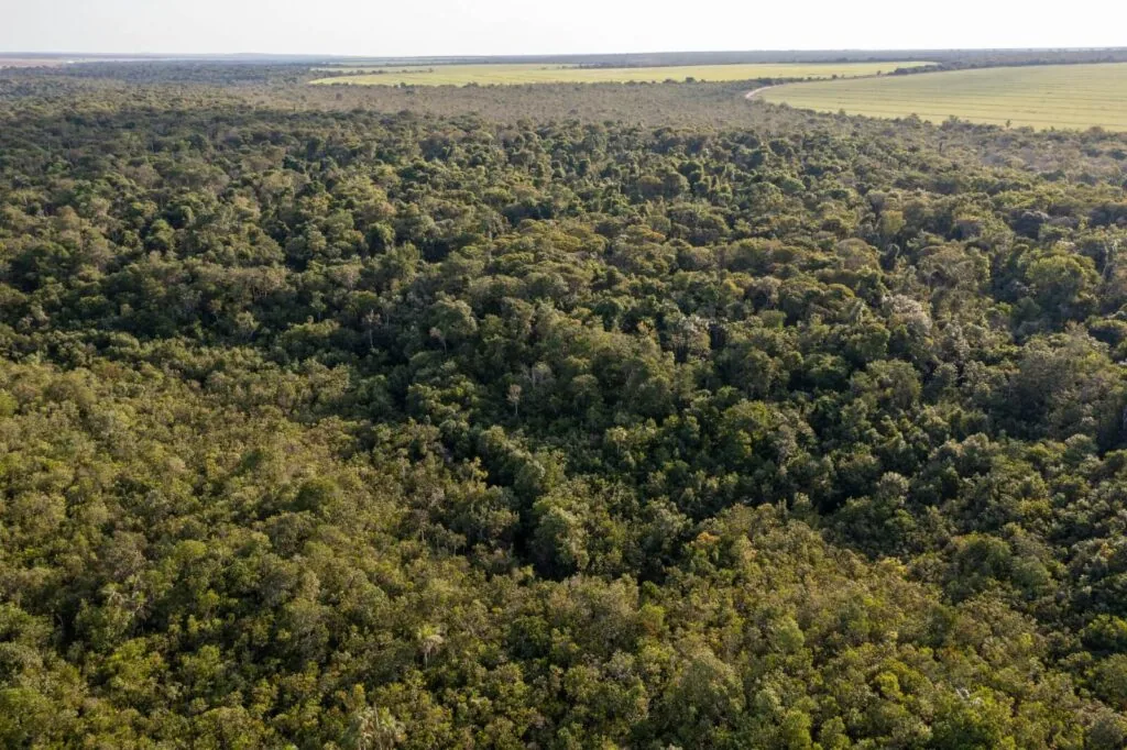 Vegetação nativa registrada na Fazenda Itamarati, da empresa Amaggi. Foto: Flávio André/Amaggi