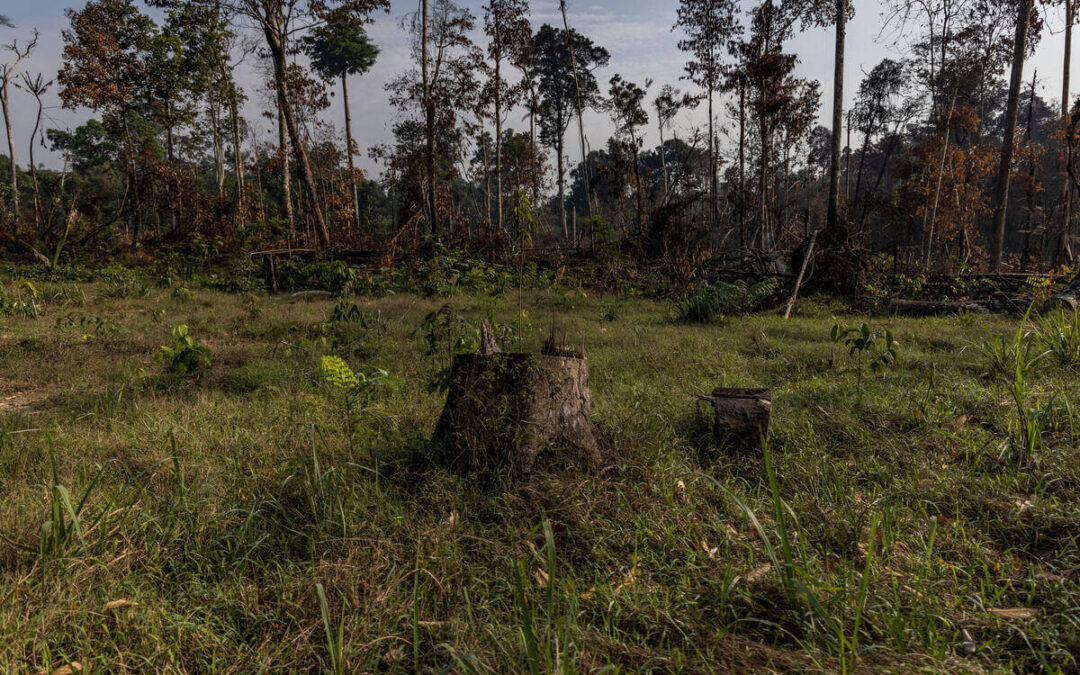 Degradação deve ser foco  da agenda ambiental, afirmam pesquisadores