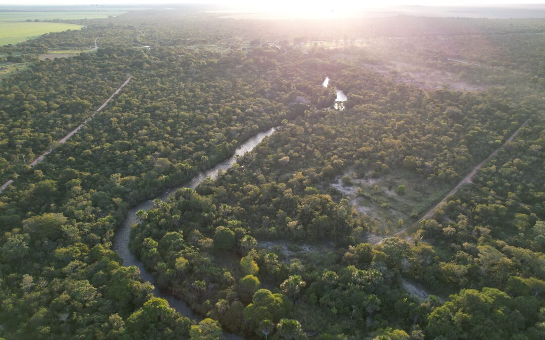 Amazônia e Cerrado guardam no solo 58 anos de emissões brasileiras