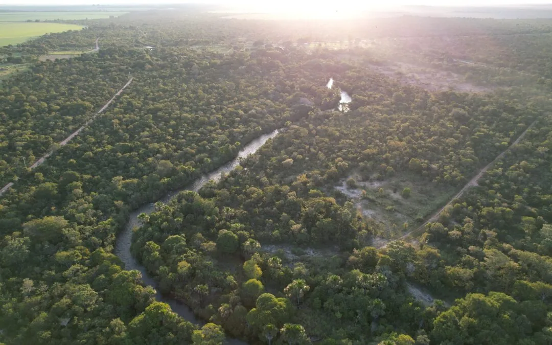 Amazônia e Cerrado guardam no solo 58 anos de emissões brasileiras