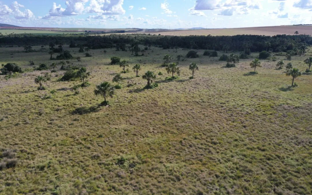 Desmatamento no Cerrado cresceu 32,4% em 2022, aponta MapBiomas Alerta