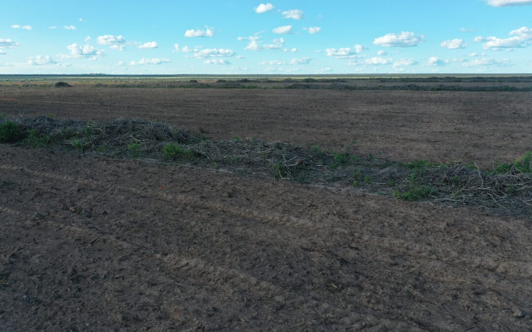 Tocantins e Maranhão respondem por 60% do desmatamento do Cerrado