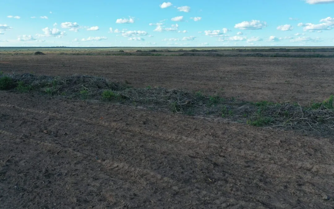 Tocantins e Maranhão respondem por 60% do desmatamento do Cerrado
