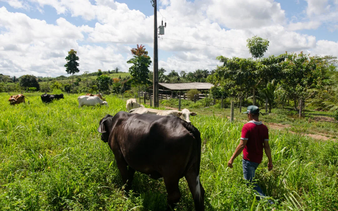 Relação comercial entre Brasil e China é chave para preservação da Amazônia