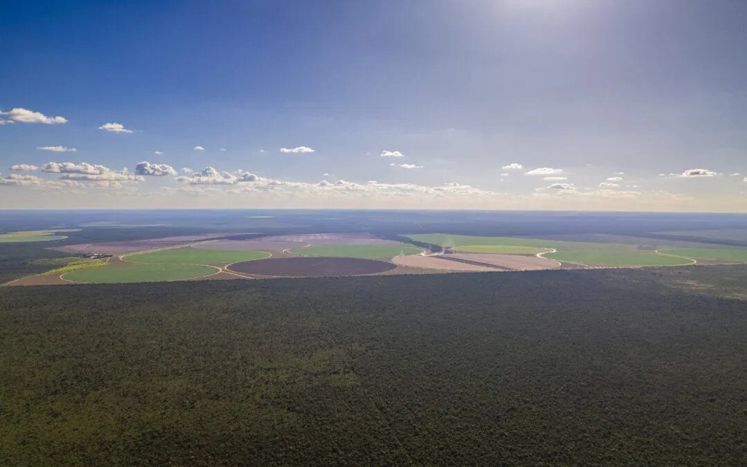 Grandes propriedades lideram desmatamento no Cerrado no primeiro semestre