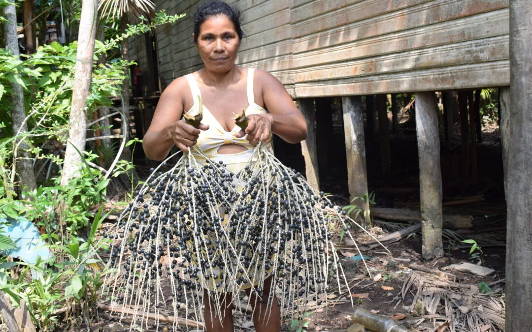 Belém recebe seminário sobre desafios e oportunidades do açaí