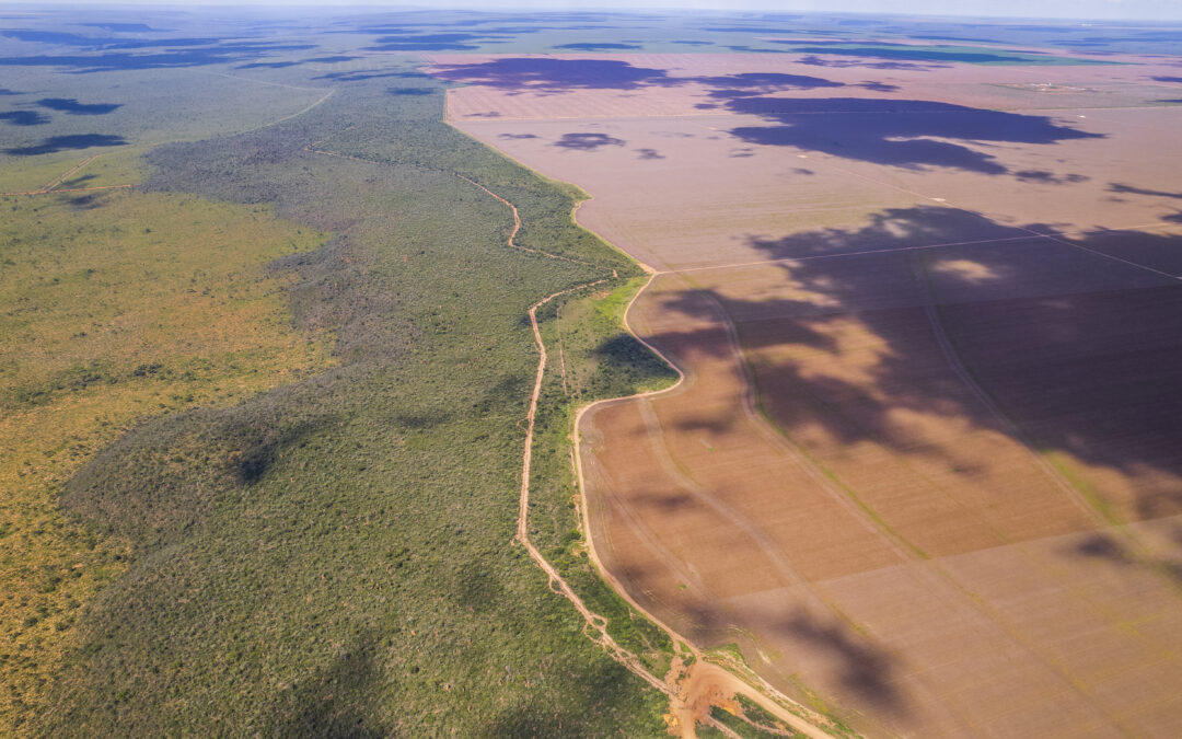 Desmatamento cresceu 37% no Matopiba em 2022, mostra MapBiomas Alerta