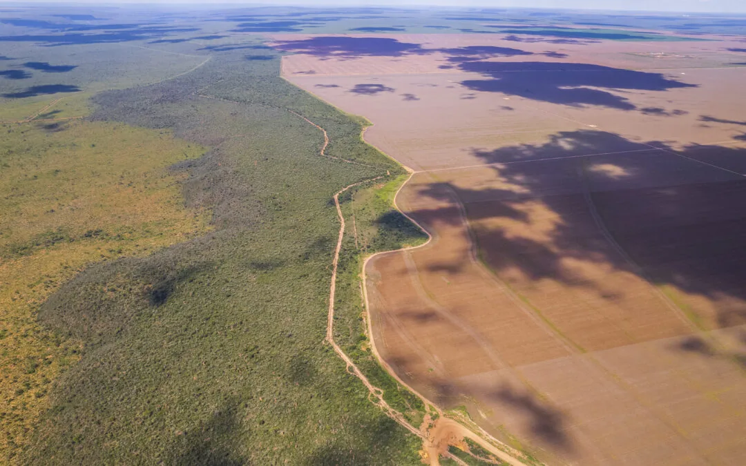 Desmatamento cresceu 37% no Matopiba em 2022, mostra MapBiomas Alerta