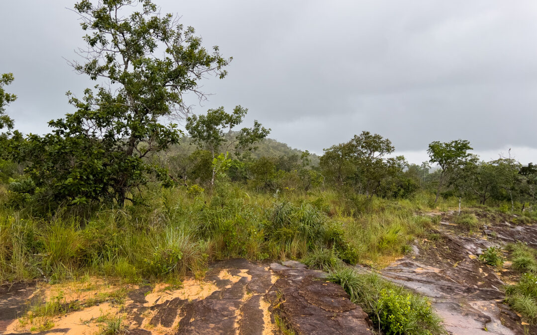 Desmatamento do Cerrado segue em alta apesar de queda em julho, aponta SAD