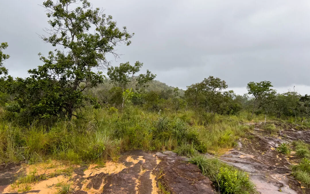 Desmatamento do Cerrado segue em alta apesar de queda em julho, aponta SAD