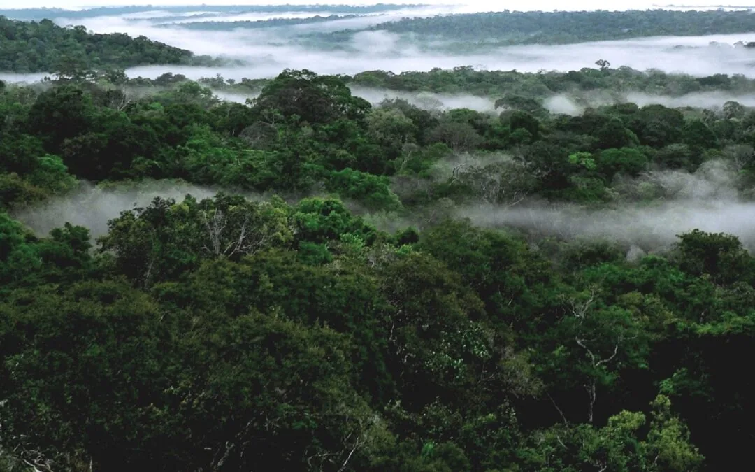 Pesquisadores comparam abordagens para entender emissões na Amazônia