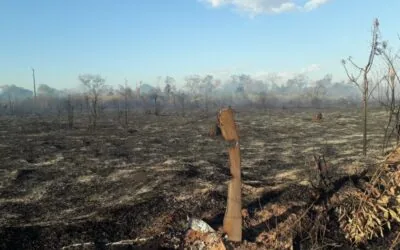 Área depois do fogo, em setembro de 2019, na TI Urubu Branco (Reprodução)