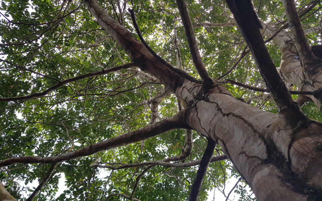 Diretora no IPAM participa de “Amazon Day” na 78ª Assembleia Geral da ONU