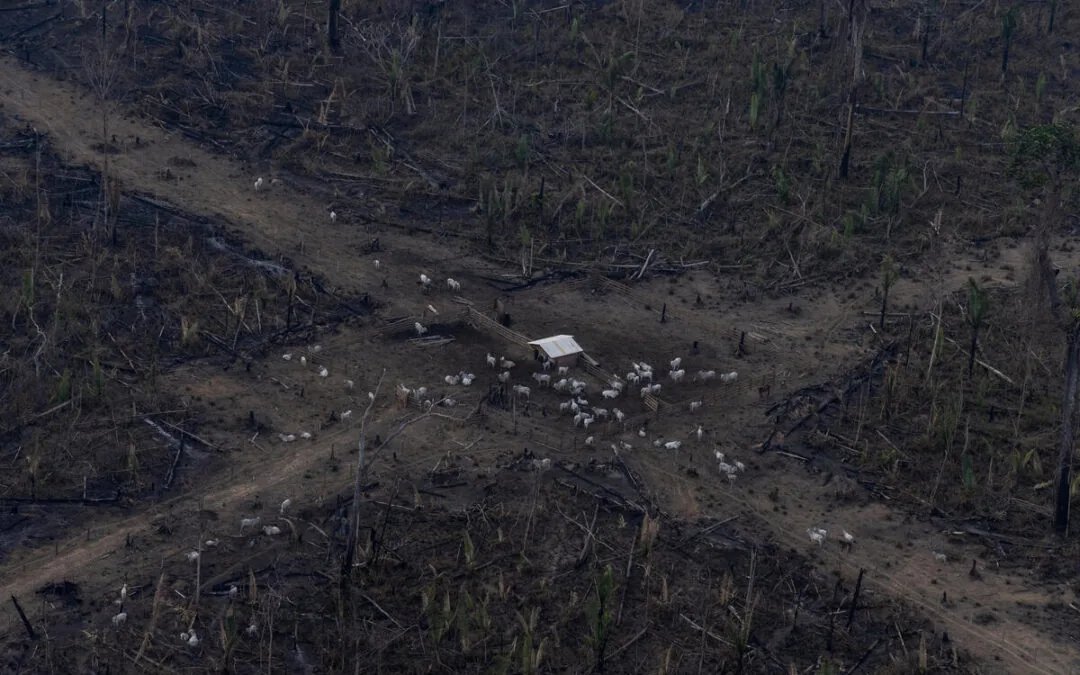Brasil perdeu 96 milhões de hectares desde 1985, aponta MapBiomas