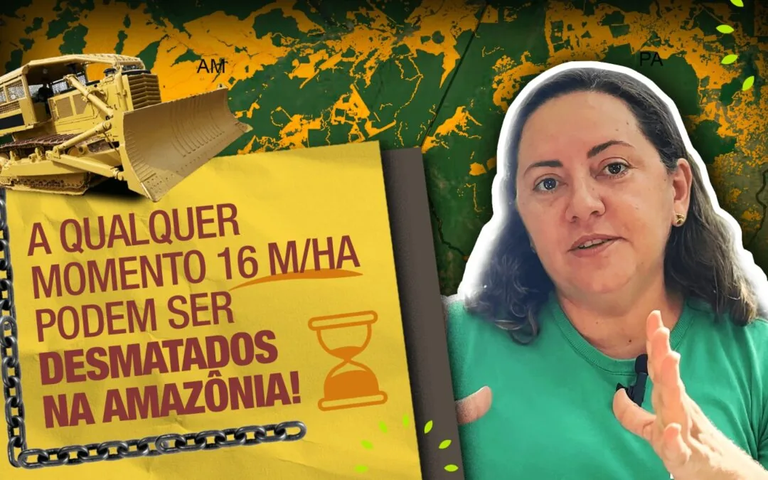 In the Amazon, a Public Area the Size of Uruguay is Threatened by Land Grabbing