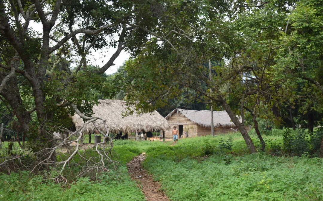 Terras indígenas, “ar-condicionado” do Brasil: Xingu tem -5°C que entorno