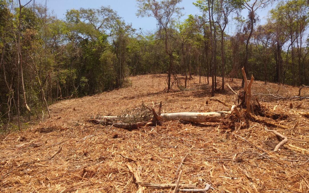 Desmatamento cresce 60,5% no Cerrado e chega a 83 mil hectares em setembro