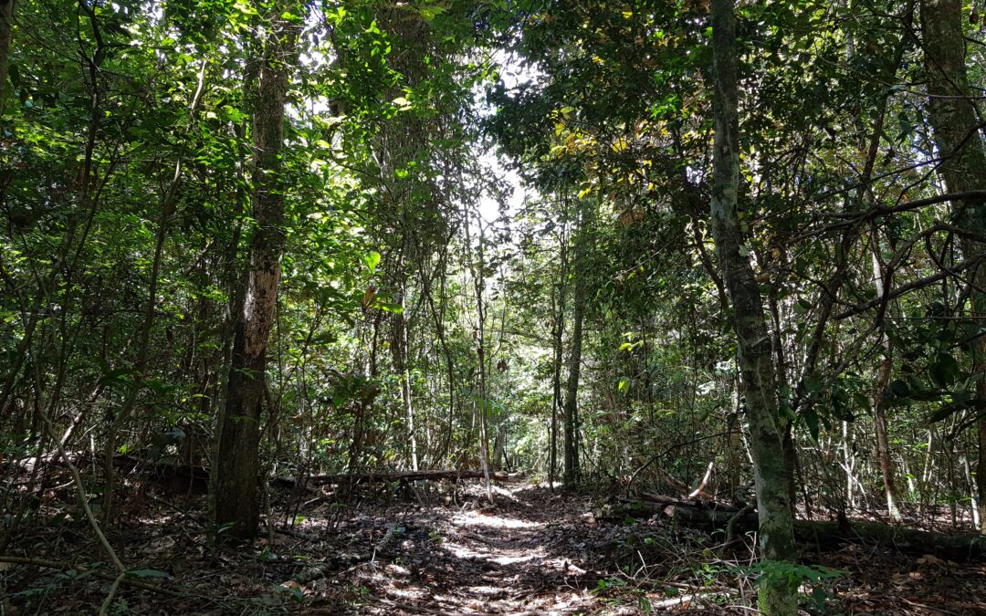 Mercado de Carbono é importante, mas é preciso considerar as florestas