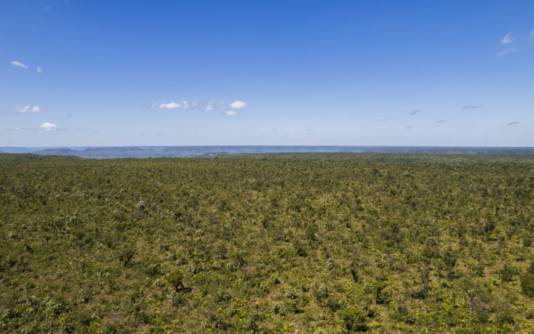 Desmatamento aumenta 86% no Cerrado em relação ao ano passado