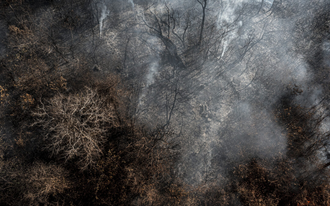 Mudanças do uso da terra são caminho econômico para net zero no Brasil