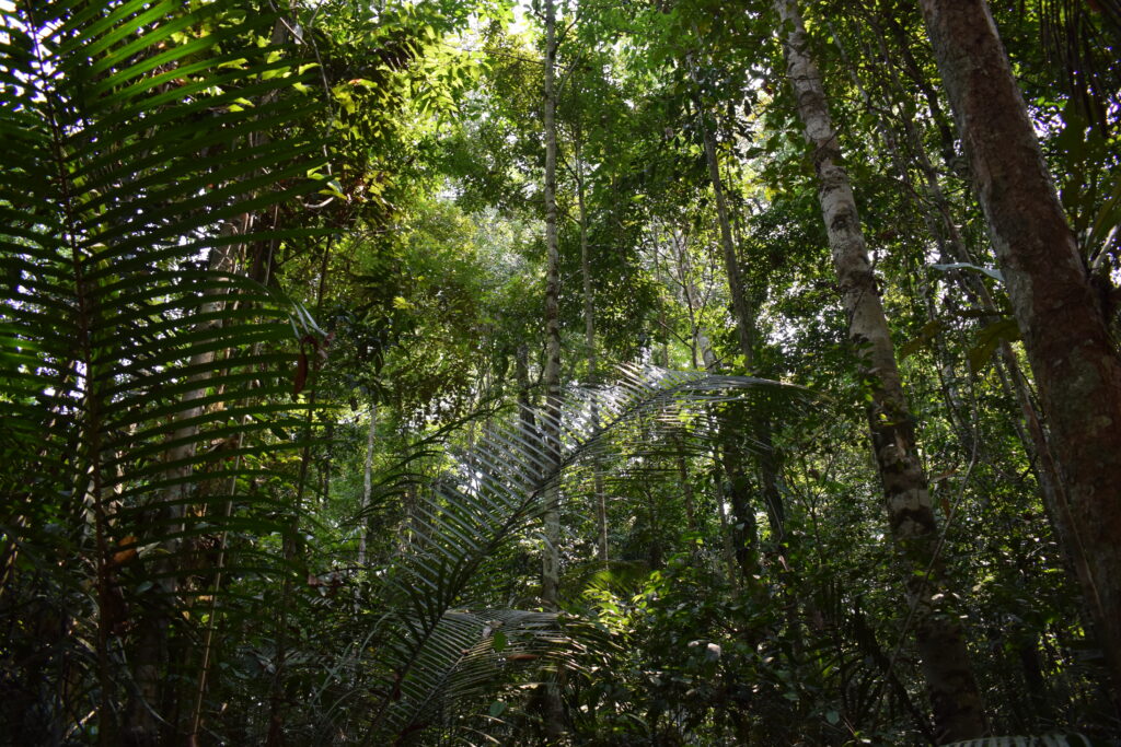 Reserva Ducke - Bibiana Garrido-IPAM