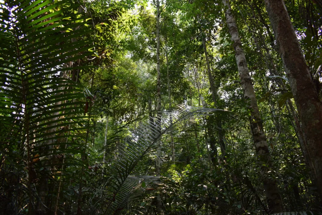 Reserva Ducke - Bibiana Garrido-IPAM