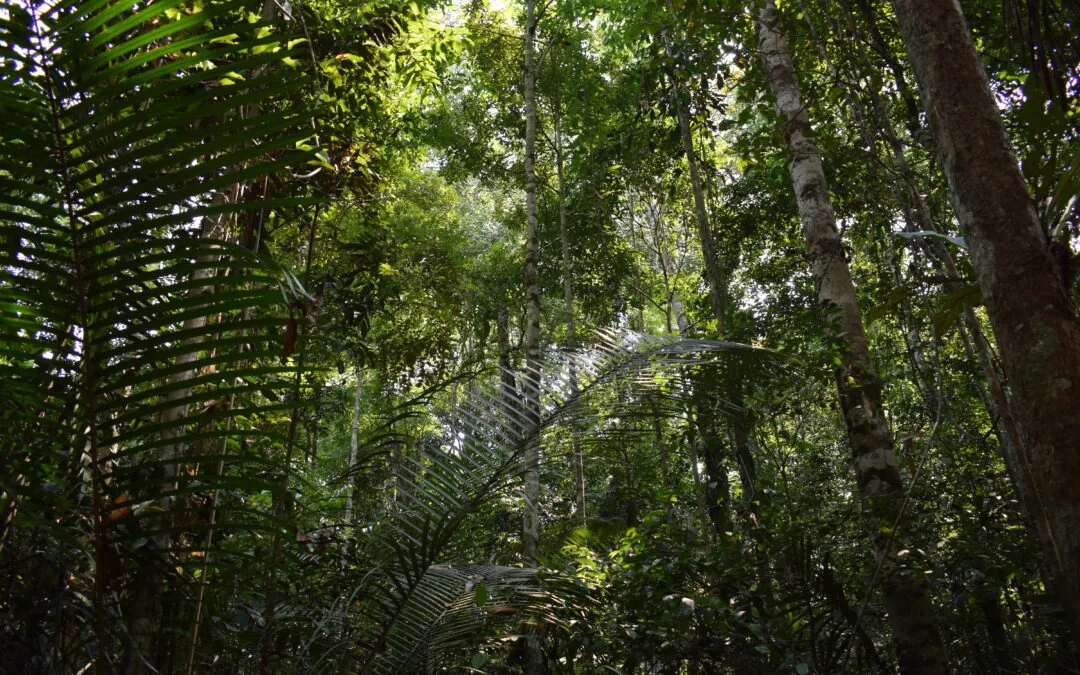 “O mercado de carbono no Brasil é capaz de transformar potência em ação”