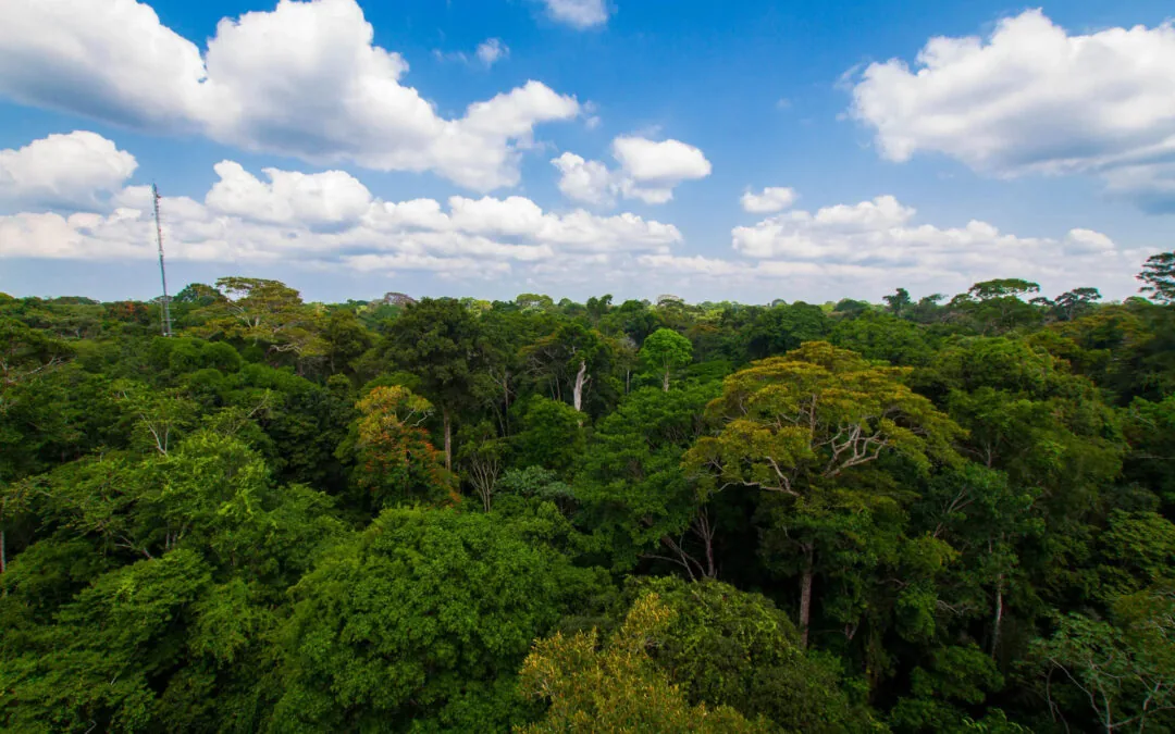 Unidades de conservação estocam 28 anos de emissões nacionais de CO2