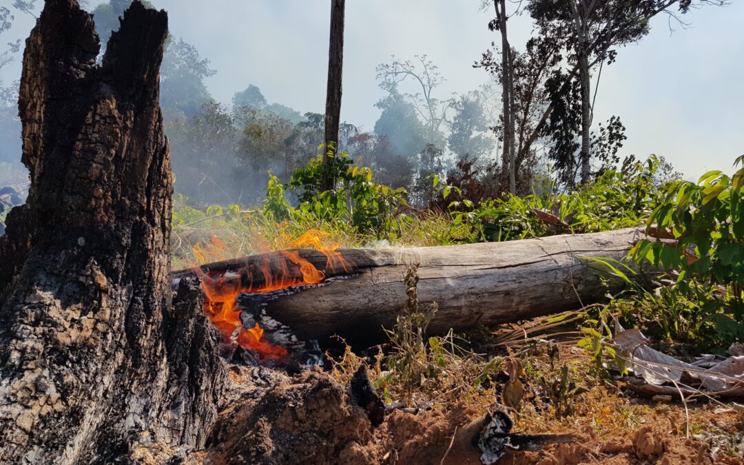 Estudo mostra que repetição do fogo ameaça resiliência da Amazônia