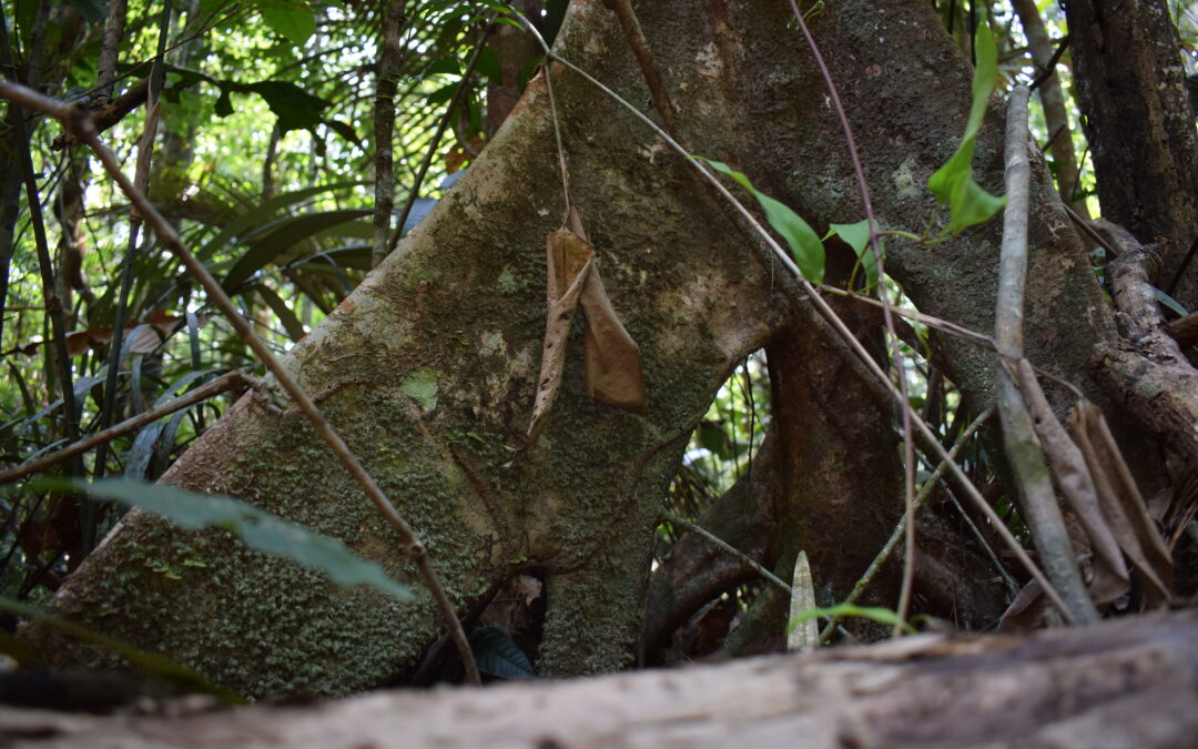 Credibilidade brasileira é chave do projeto, afirma diretor do IPAM