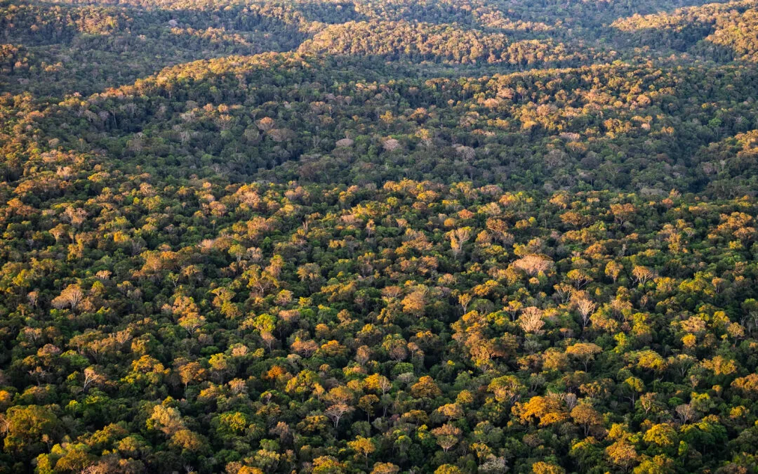“A educação pode ser um instrumento para combater a grilagem”