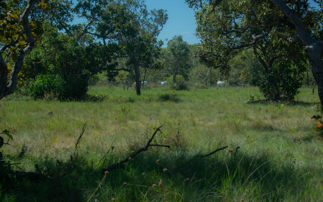 Vitais na preservação, áreas com CAR registram 75% do desmatamento do Cerrado
