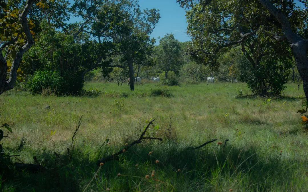 Vital for preservation, CAR areas record 75% of Cerrado deforestation