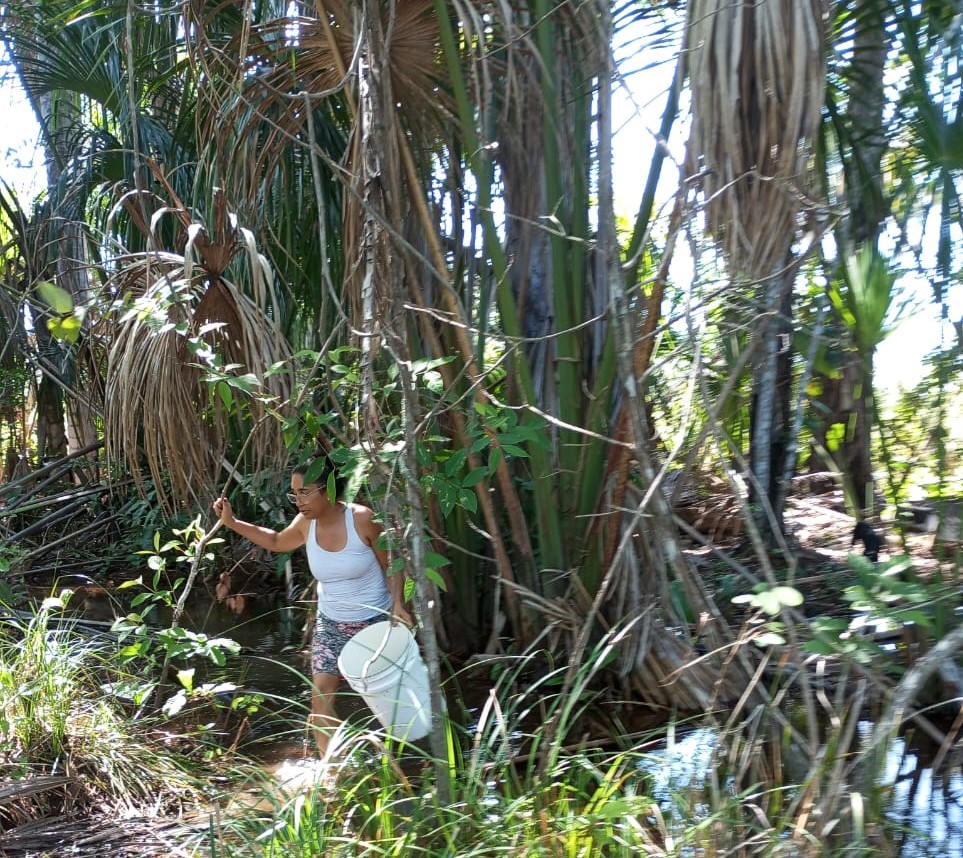 Mulher carregando catando buriti com auxílio de balde.