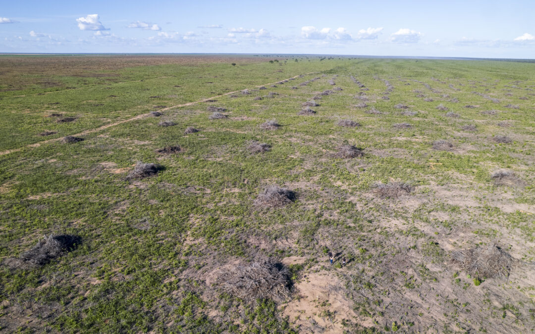 Desmatamento emitiu 1 bilhão de toneladas CO2 em 2023, aponta SEEG