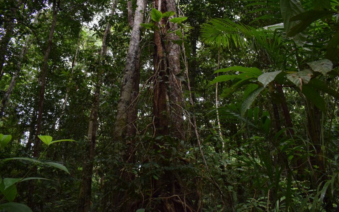 “Sem os povos da floresta, nenhuma iniciativa de REDD+ funciona”