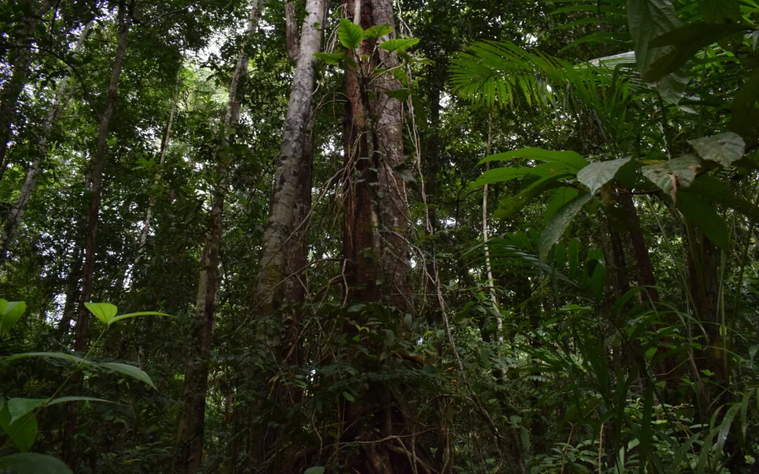 “Sem os povos da floresta, nenhuma iniciativa de REDD+ funciona”