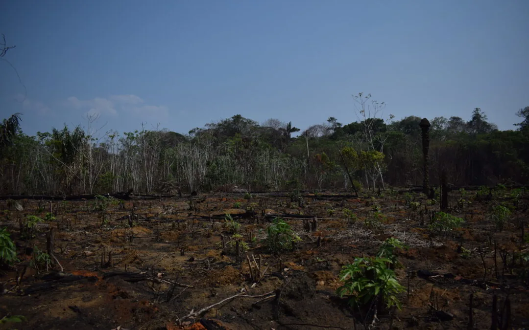 Pastures were the areas most affected by fires in Brazil in 2023