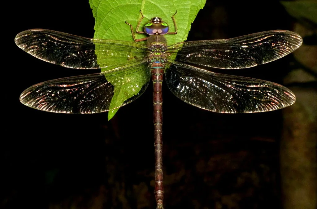 Produtividade primária líquida e sazonalidade da temperatura e precipitação são indicadoras da riqueza de espécies das libélulas na Amazônia