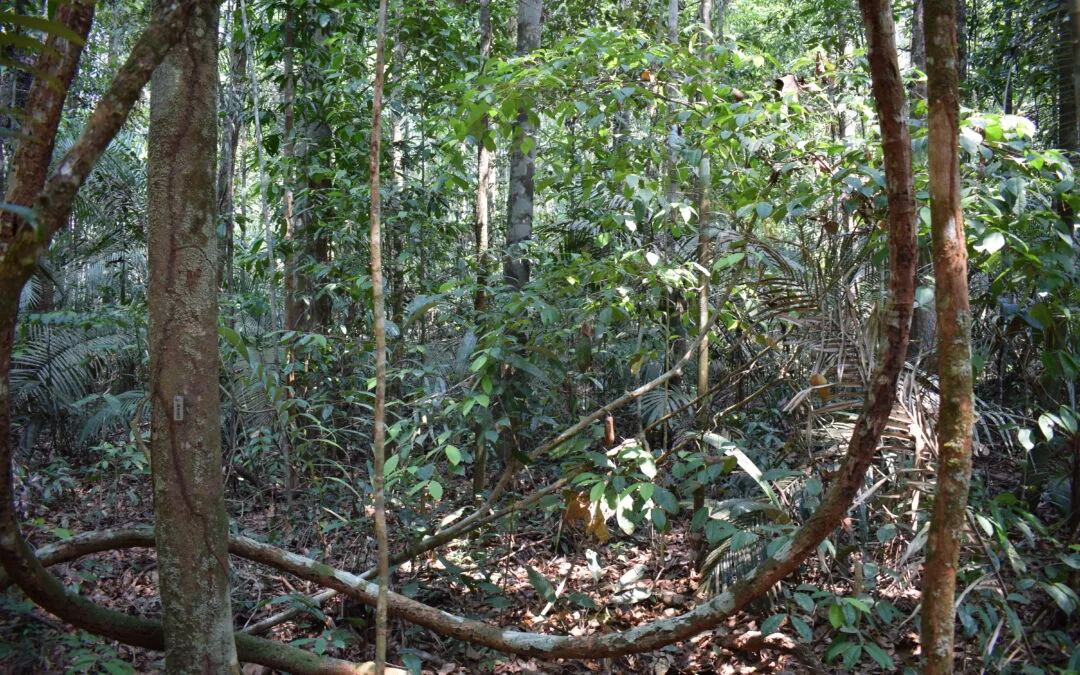 IPAM e Banco Mundial criam modelo que prevê desmatamento na Amazônia