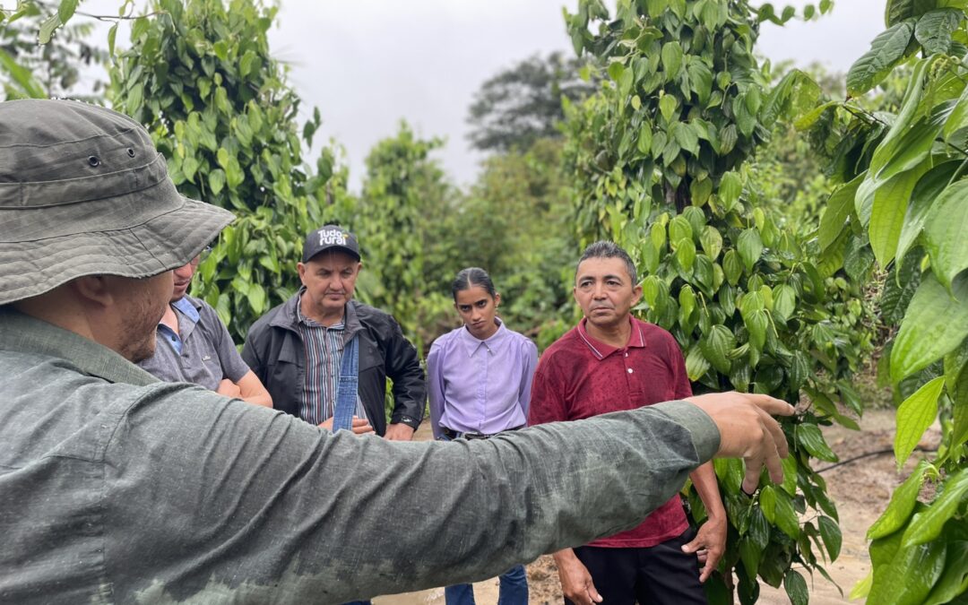 Agricultores familiares e técnicos trocam saberes sobre SAFs no Pará