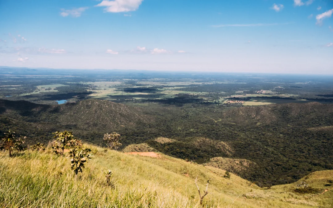 Desmatamento no Cerrado cai 33% em 2024, mas área total preocupa pesquisadores