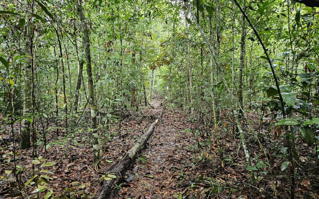 Incêndios na Amazônia dificultam o crescimento e a reprodução da vegetação