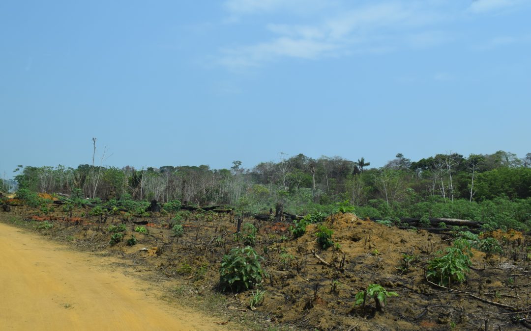 Seca aumenta incêndios na Amazônia em 36%, apesar do desmatamento menor