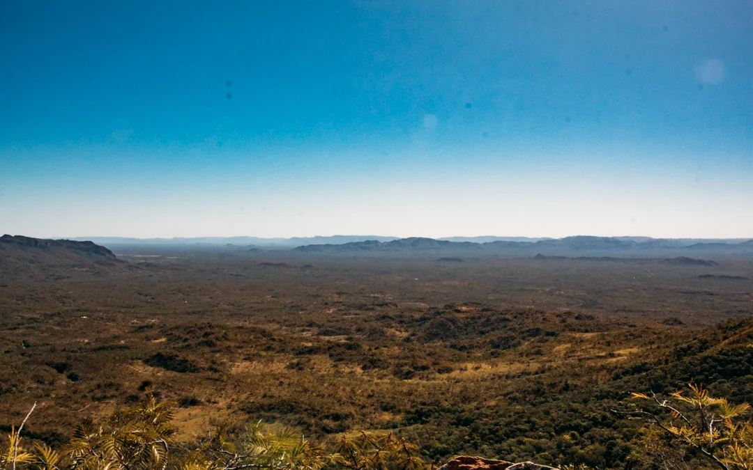 Desmatamento no Cerrado cai 29% no primeiro semestre de 2024