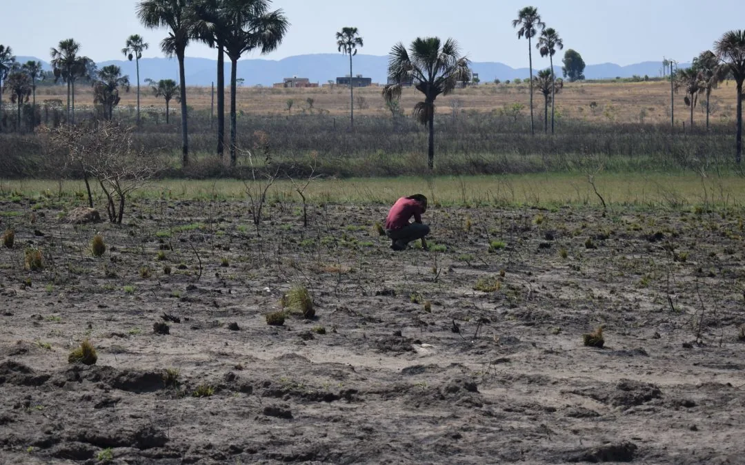 Desmatamento em áreas protegidas aumenta no Cerrado em 2023