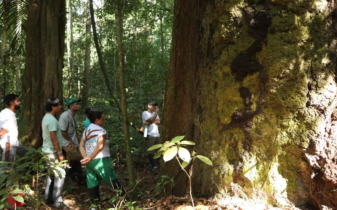 Retrospectiva 2024: IPAM destaca principais dados e ações do ano