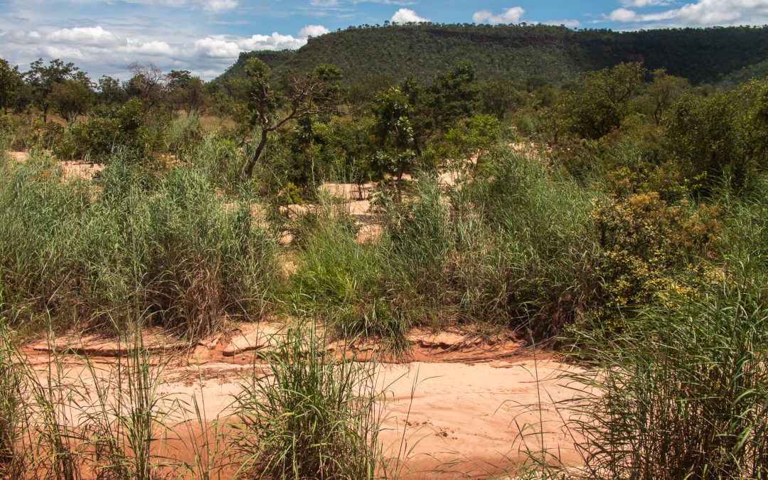 Cerrado tem até 43 milhões de hectares de vegetação suscetível à degradação