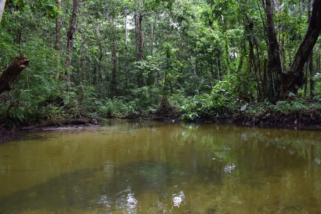 Foto de um igarapé, de água entre esverdeada e amarronzada, com a floresta em volta.