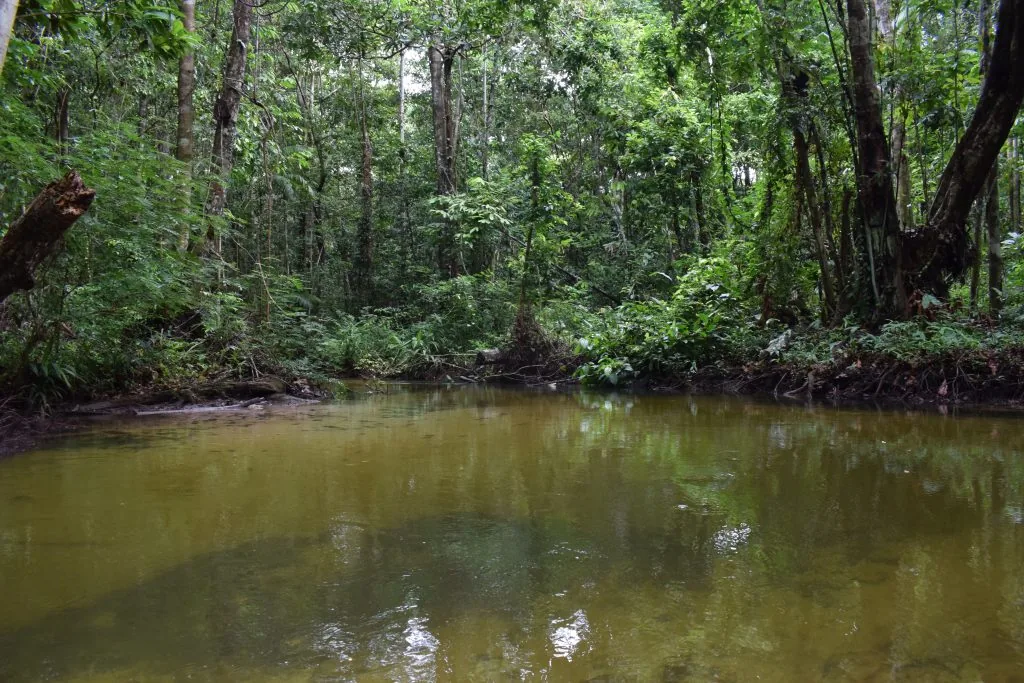 Foto de um igarapé, de água entre esverdeada e amarronzada, com a floresta em volta.
